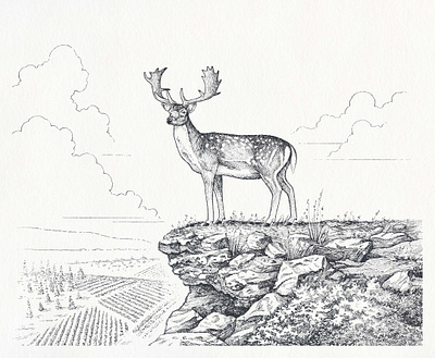 Dalton Winery beverage deer fallow deer hand drawn illustration label landscape line art line work nature packaging packaging illustration pen and ink pen drawing stag traditional wildlife wine winery