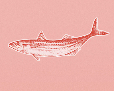 Mackerel fish illustration mackerel pen and ink pen drawing seafood